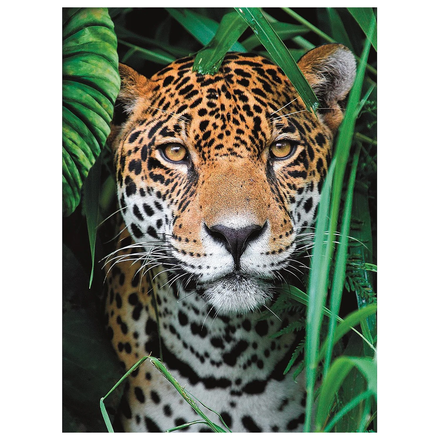 Animal Jaguar 500-piece puzzle product photo