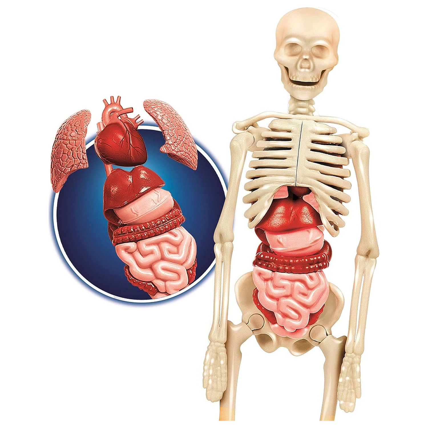 The Human Body Inside You Science Playset product photo