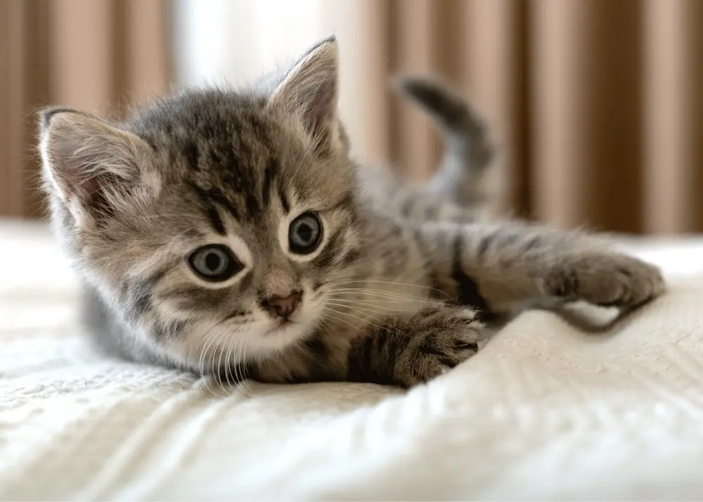 Cat-themed Fleece Blanket 100*140cm product photo