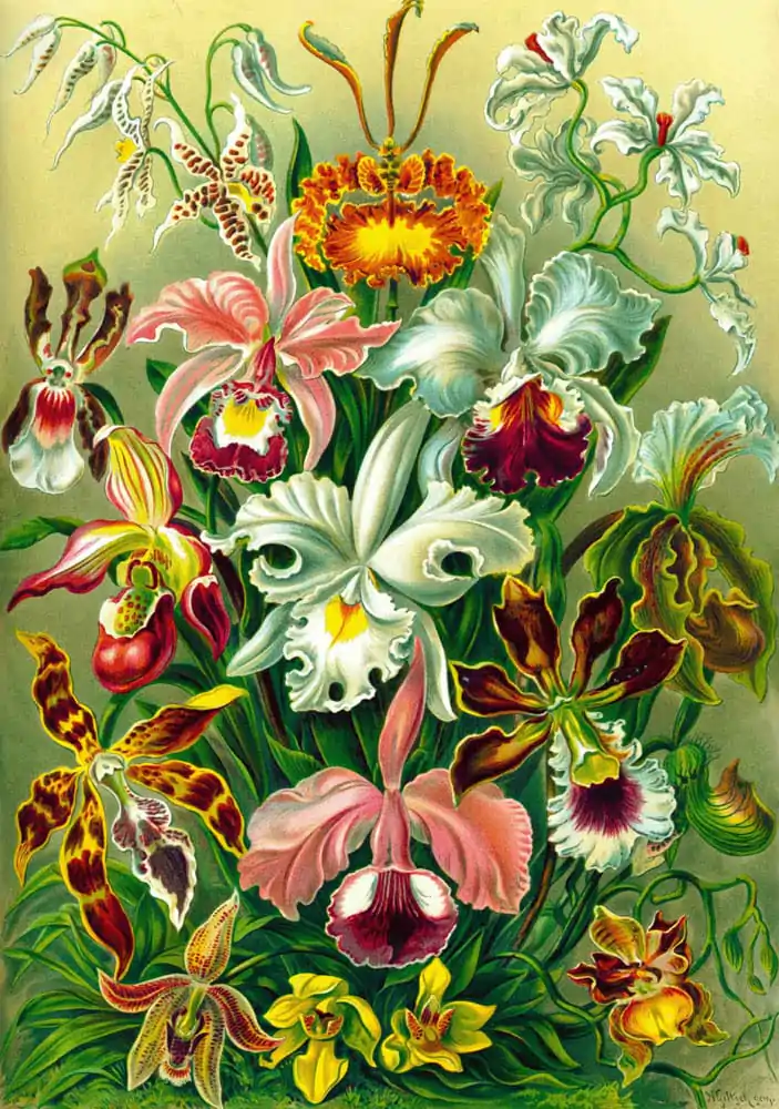 Ernst Haeckel Orchid puzzle (1000 pieces) product photo