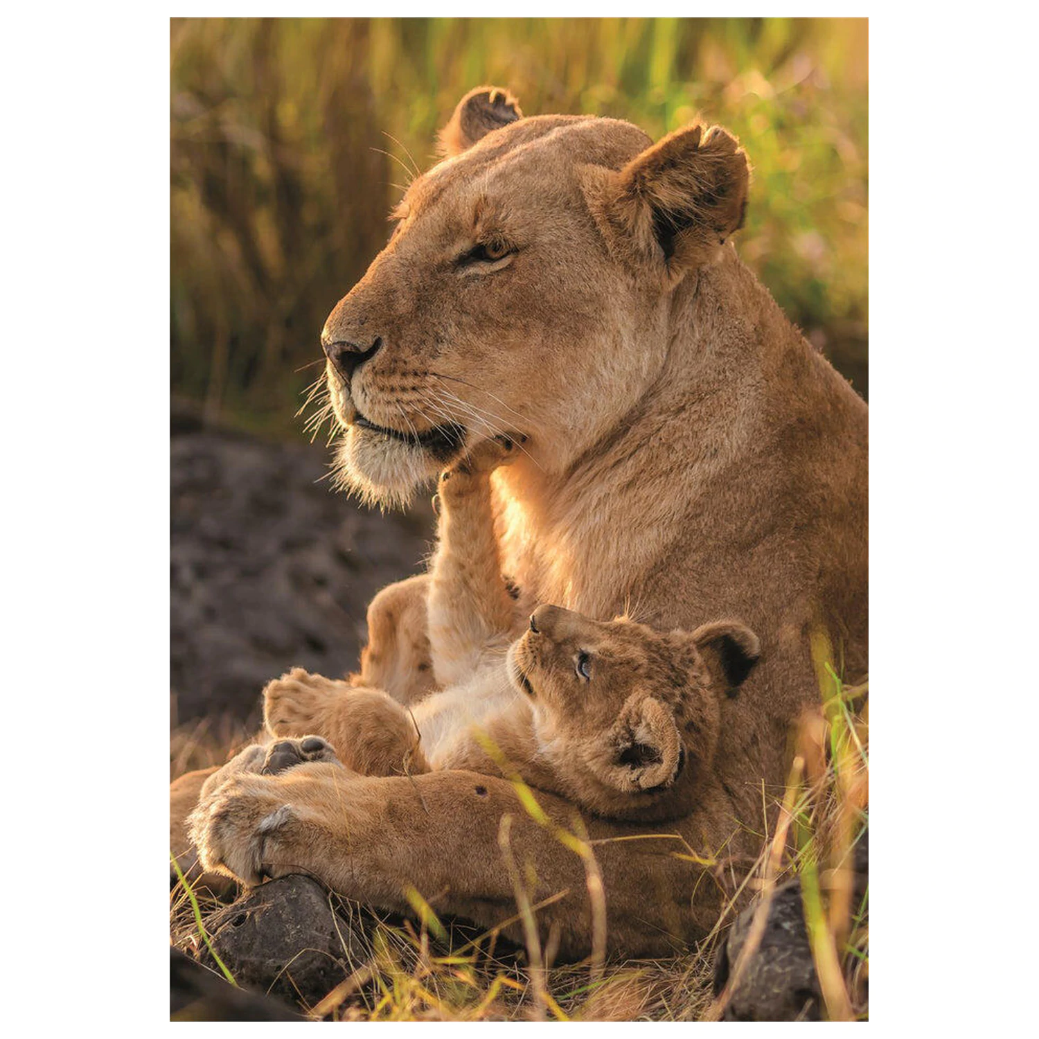 Feline Love puzzle 500pcs product photo