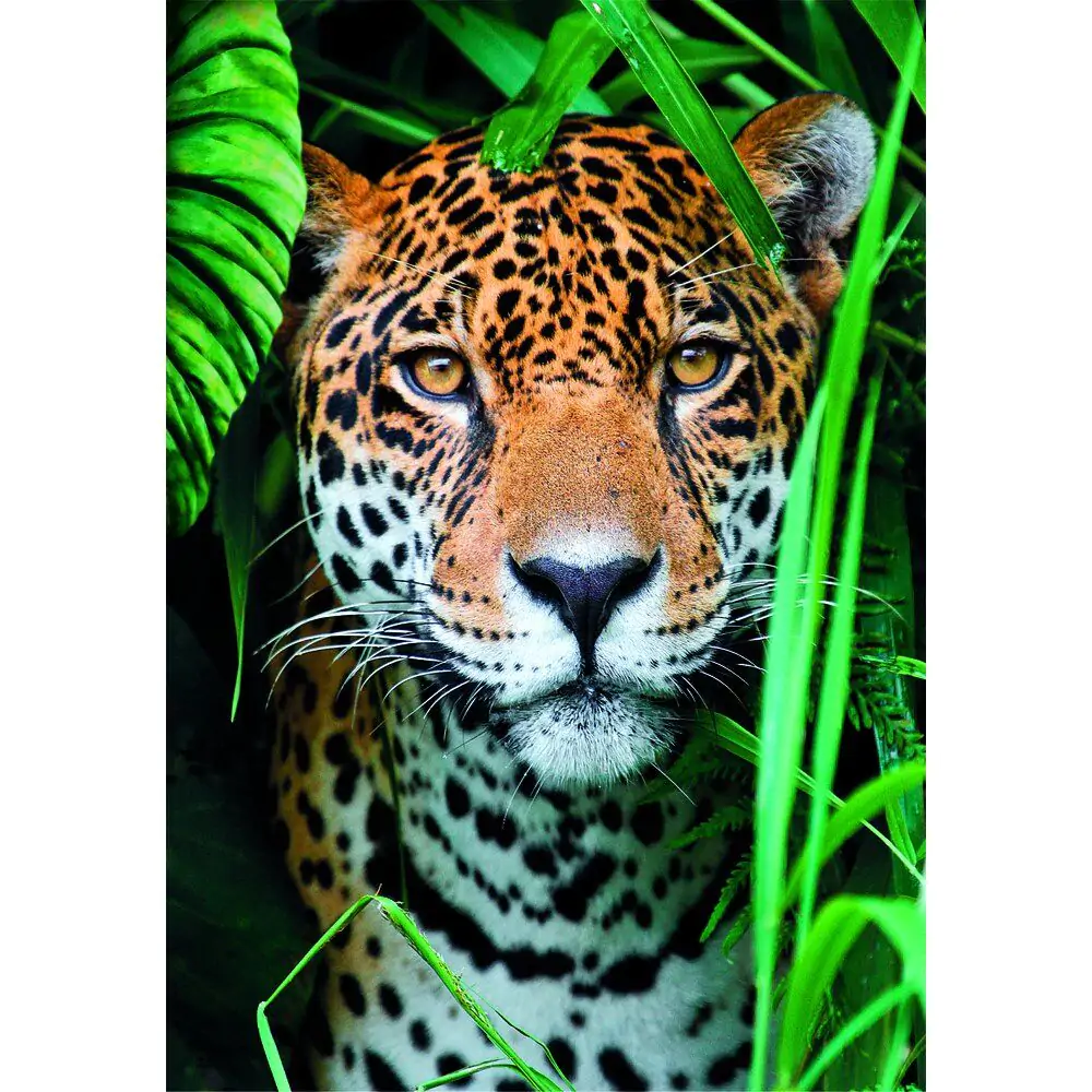 High Quality Jaguar in the Jungle puzzle 500pcs product photo