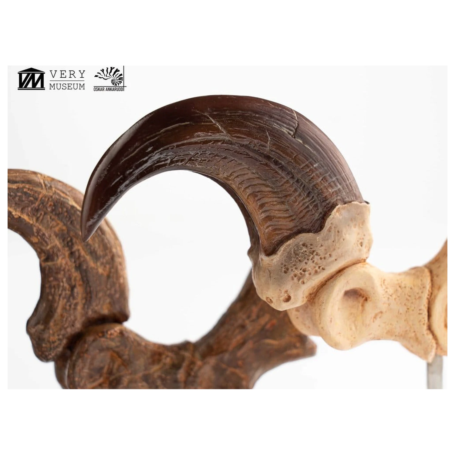 Jurassic Park ECC Elite Creature Line Statue Velociraptor Foot Claw and Fossil Claw Set 20 cm product photo