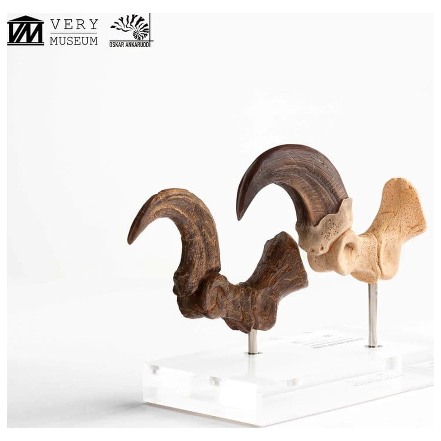 Jurassic Park ECC Elite Creature Line Statue Velociraptor Foot Claw and Fossil Claw Set 20 cm product photo