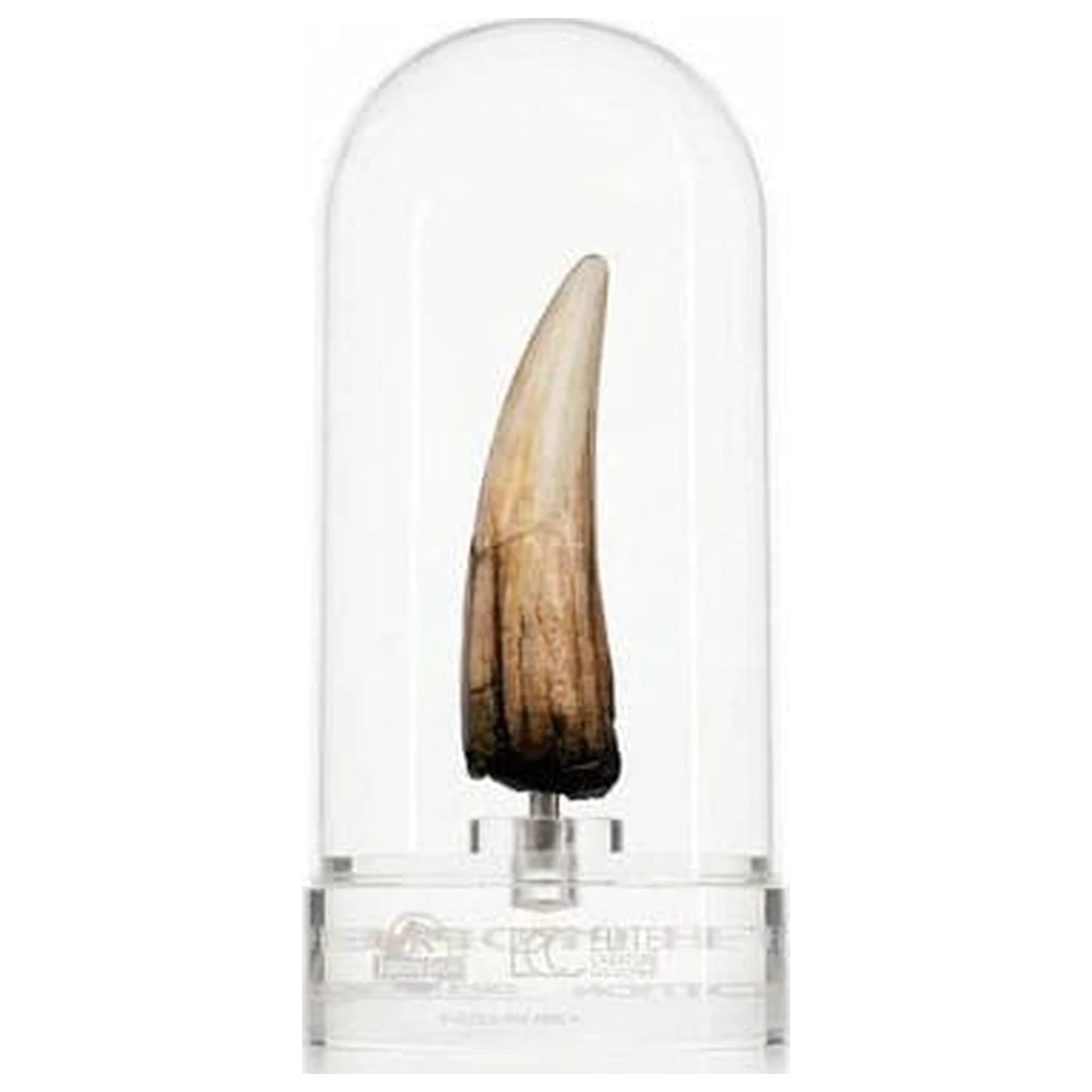 Jurassic Park III Prop Replica 1/1 Spinosaurus Tooth 14 cm product photo