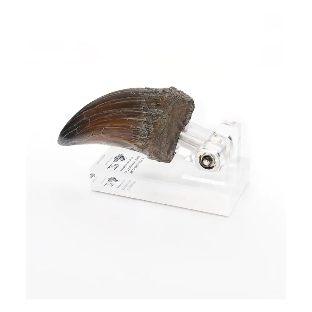 Jurassic Park Statue T-Rex Hand Claw 13 cm product photo