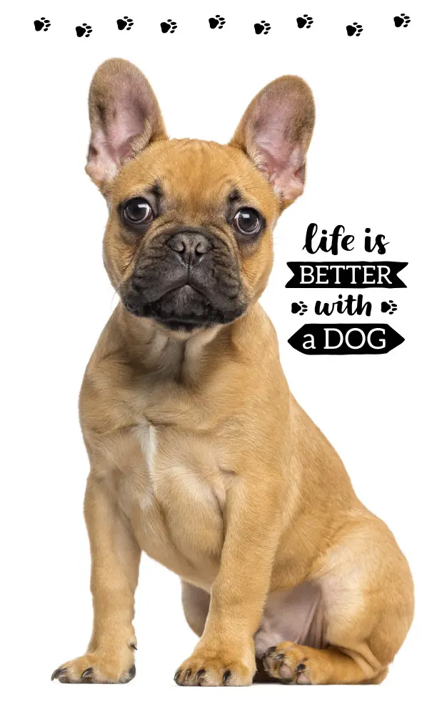 Dog-themed Hand and Face Towel, Towel 30*50cm product photo