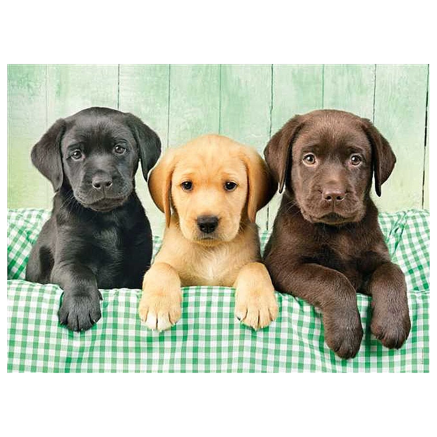 Dog Labrador 1000-piece puzzle product photo