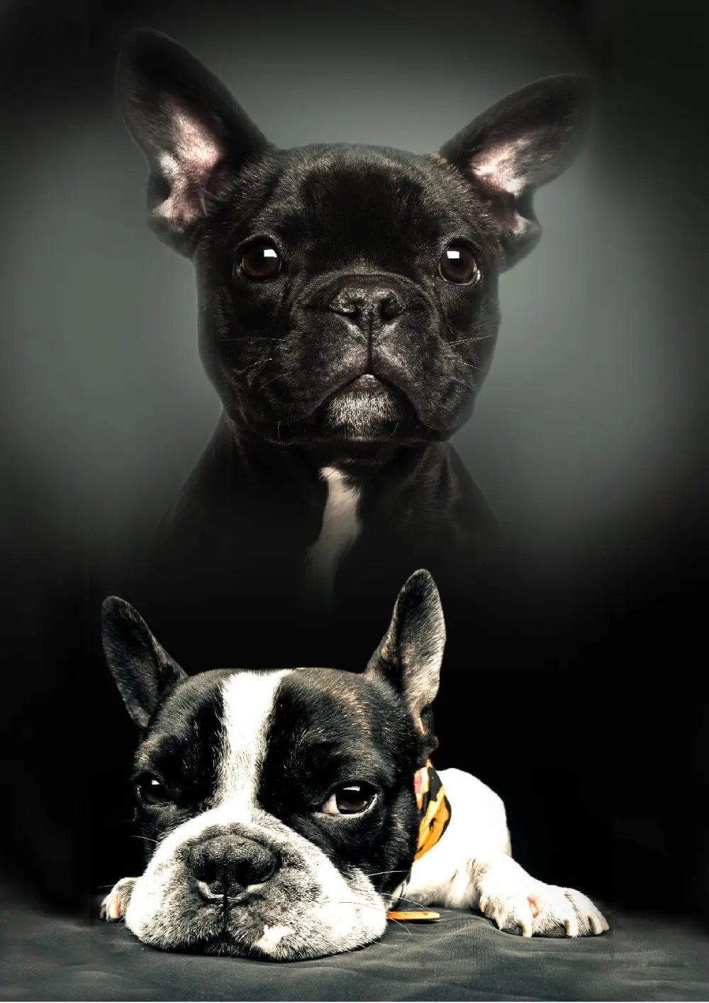 Dog Print Fleece Blanket 100*140cm product photo