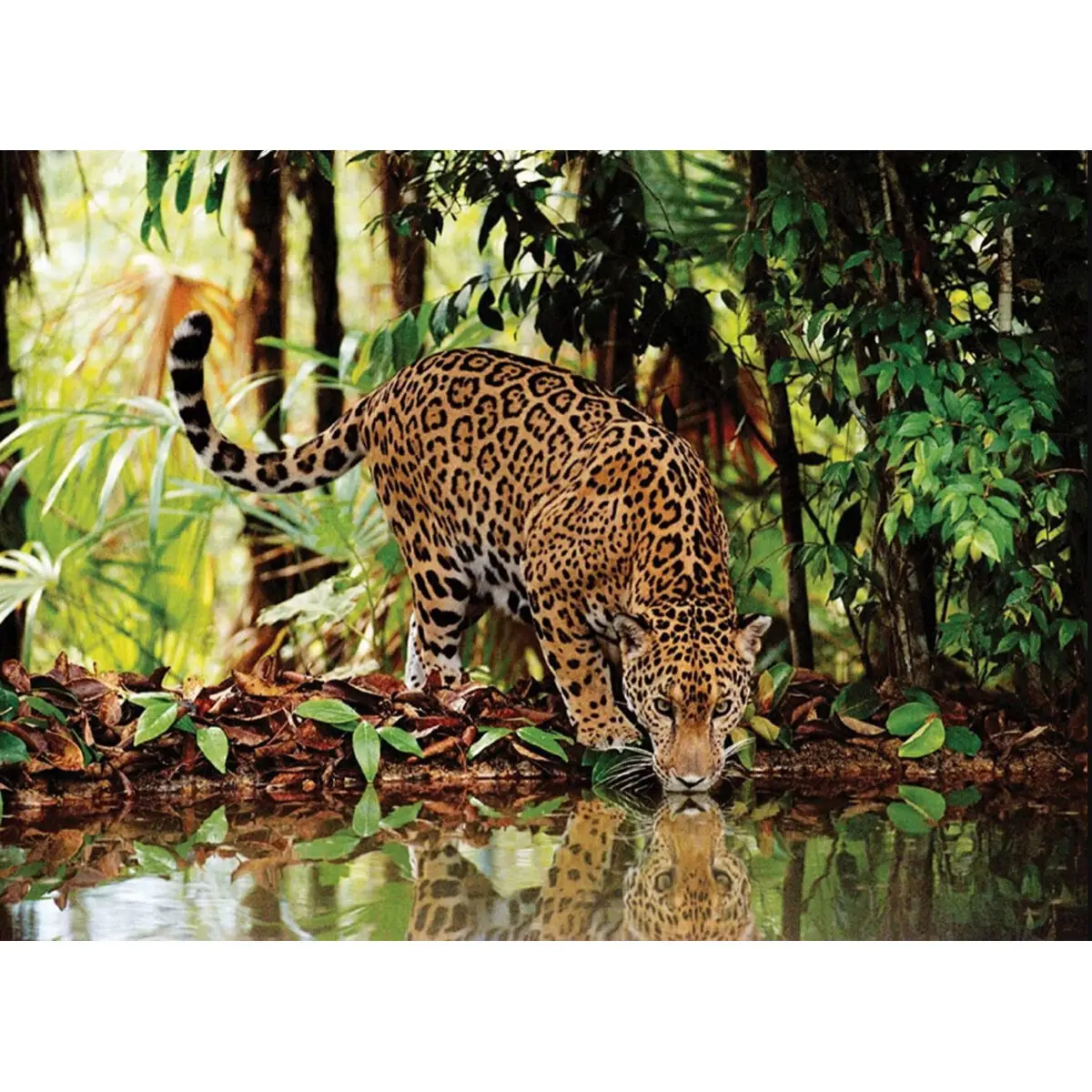 Leopard puzzle 2000pcs product photo