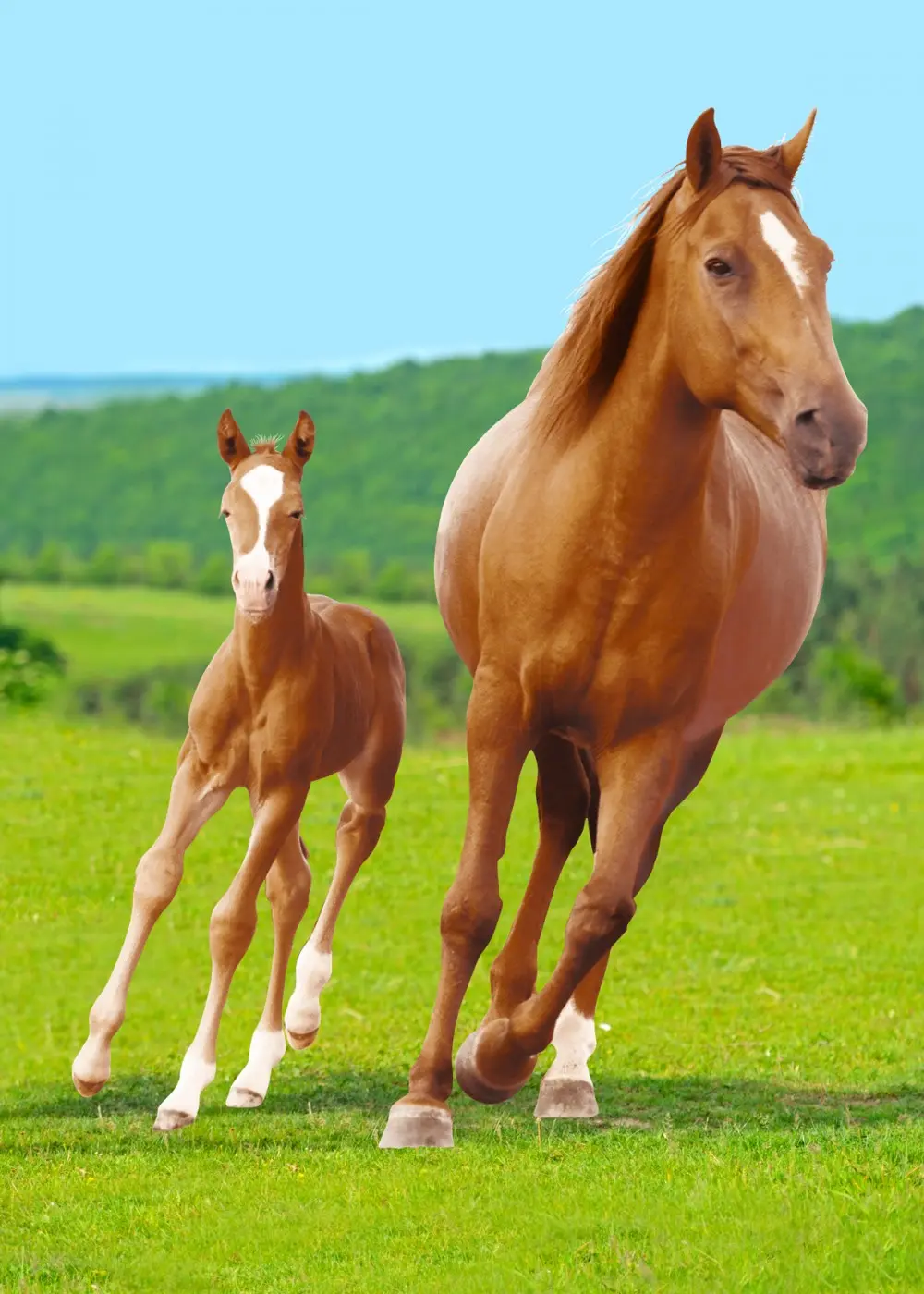 Horse Riding Fleece Blanket 100*140cm product photo