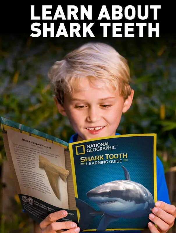 National Geographic Excavate and Discover shark tooth product photo