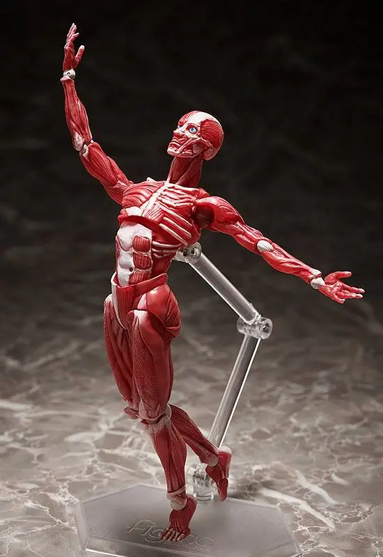 Original Character Figma Action Figure Human Anatomical Model 15 cm product photo