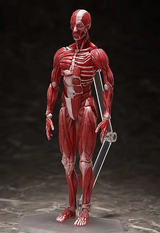 Original Character Figma Action Figure Human Anatomical Model 15 cm product photo