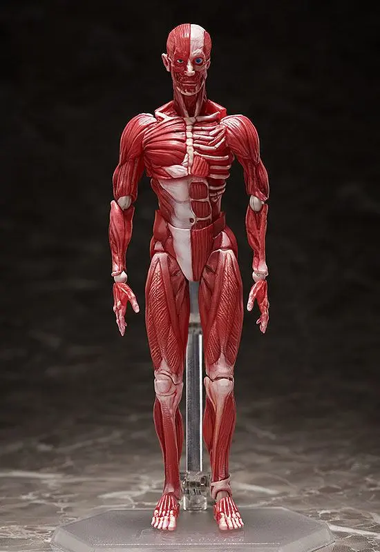Original Character Figma Action Figure Human Anatomical Model 15 cm product photo