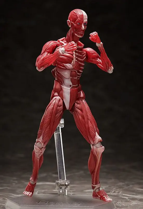 Original Character Figma Action Figure Human Anatomical Model 15 cm product photo