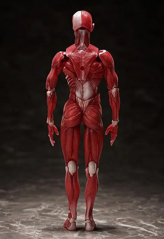 Original Character Figma Action Figure Human Anatomical Model 15 cm product photo