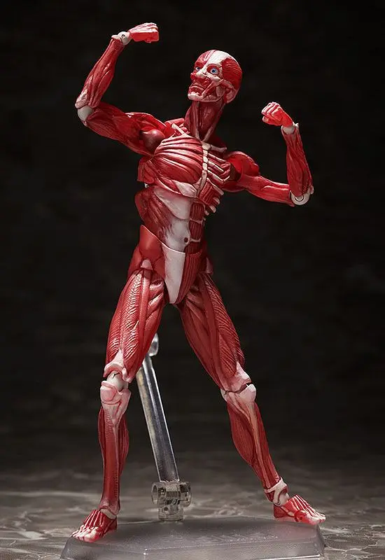 Original Character Figma Action Figure Human Anatomical Model 15 cm product photo