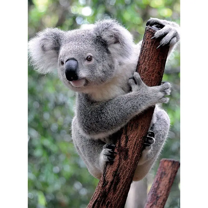 Panda e Koala puzzle 2x500pcs product photo