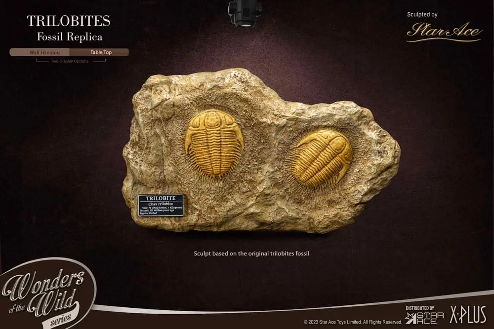 Wonders of the Wild Series Statue 1/1 Trilobites Miniature Frame &amp; Fossil 15 cm product photo