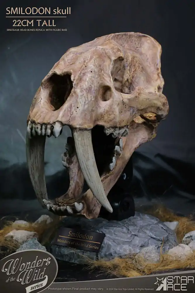 Wonders of the Wild Series Statue Smilodon Skull Fossil 22 cm termékfotó