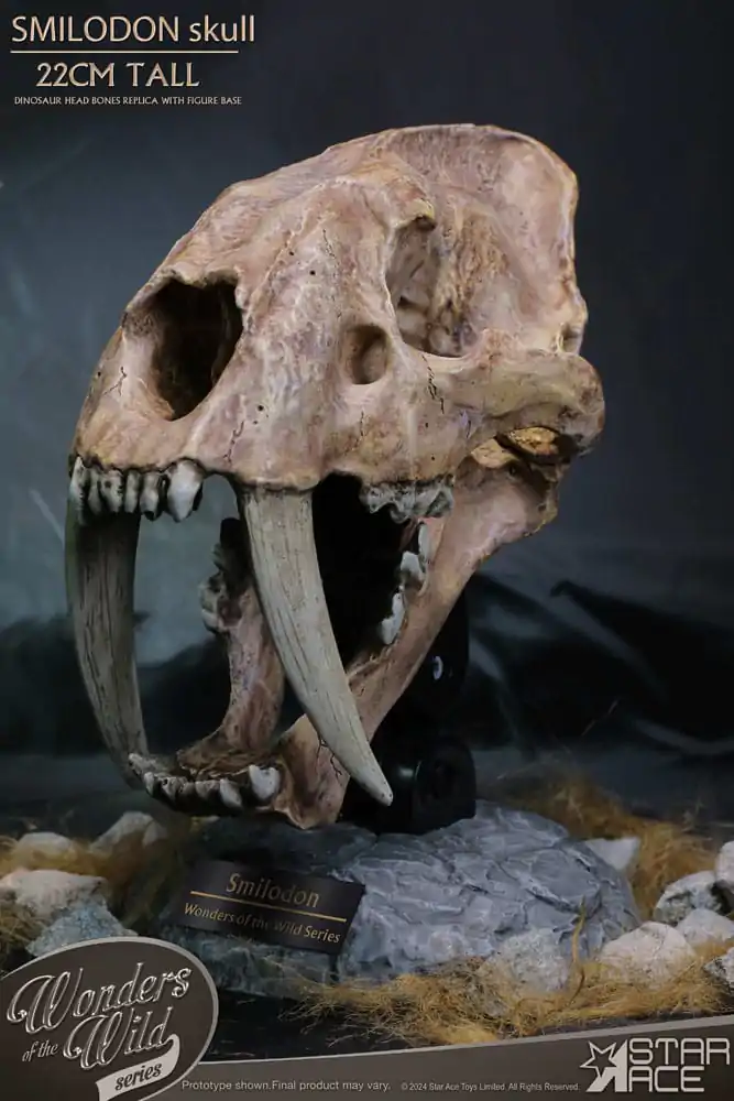 Wonders of the Wild Series Statue Smilodon Skull Fossil 22 cm termékfotó