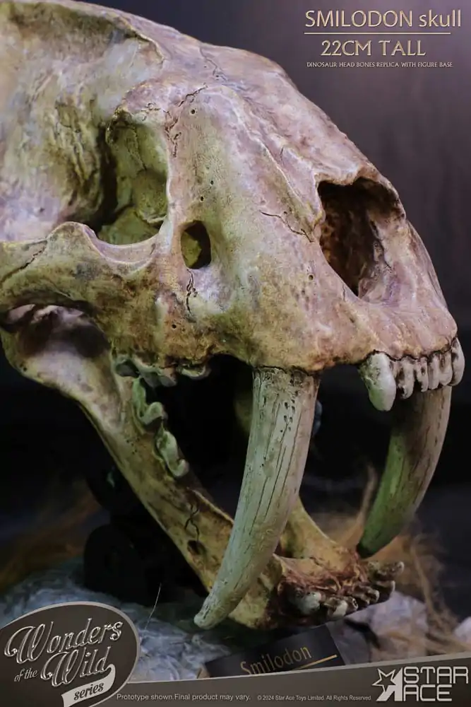 Wonders of the Wild Series Statue Smilodon Skull Fossil 22 cm termékfotó