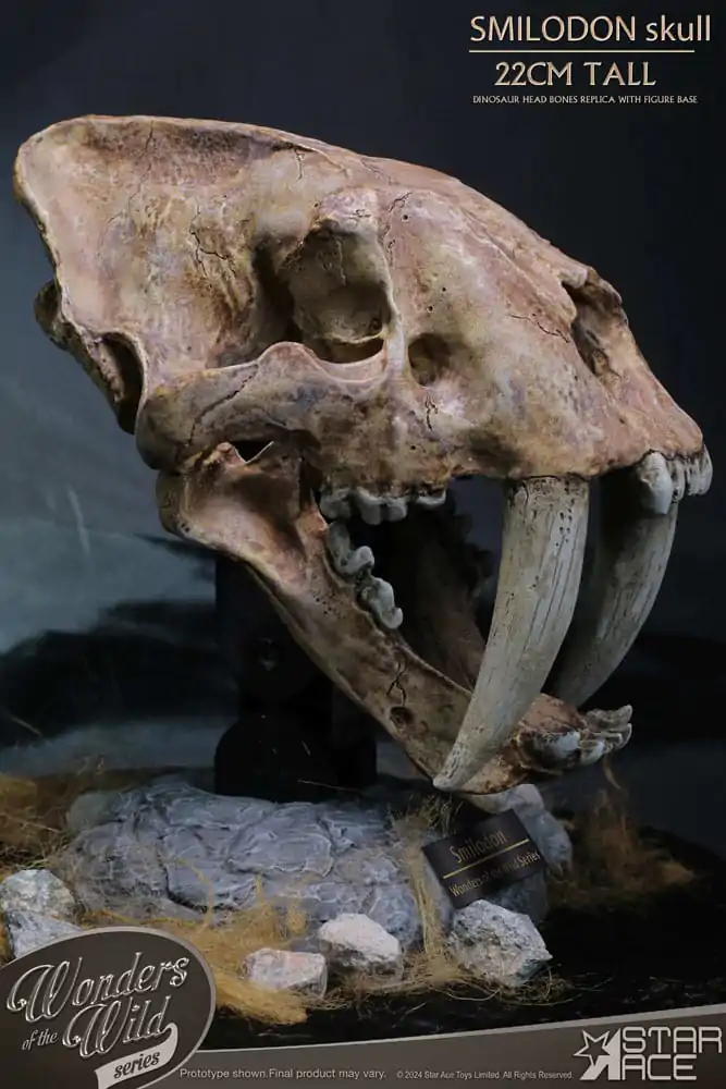 Wonders of the Wild Series Statue Smilodon Skull Fossil 22 cm termékfotó