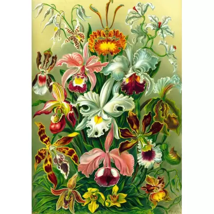 Ernst Haeckel Orchid puzzle (1000 pieces) termékfotója