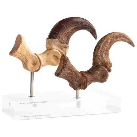 Jurassic Park ECC Elite Creature Line Statue Velociraptor Foot Claw and Fossil Claw Set 20 cm product photo