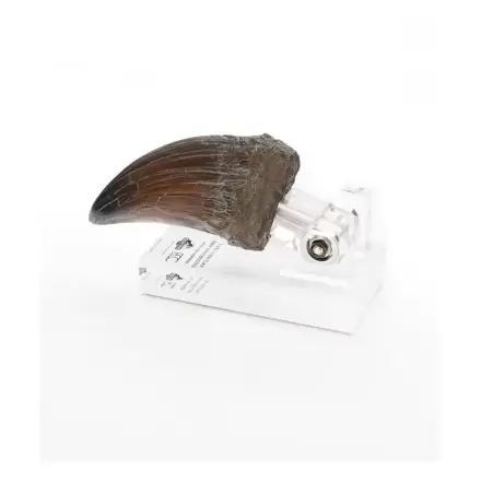 Jurassic Park Statue T-Rex Hand Claw 13 cm product photo