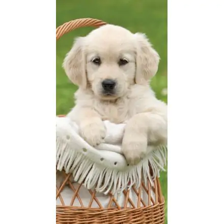 Dog Beach Towel, Bath Towel 70*140cm product photo