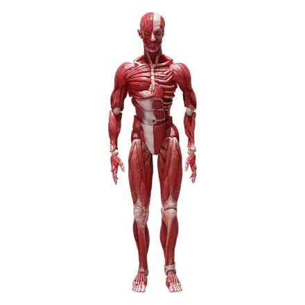Original Character Figma Action Figure Human Anatomical Model 15 cm product photo