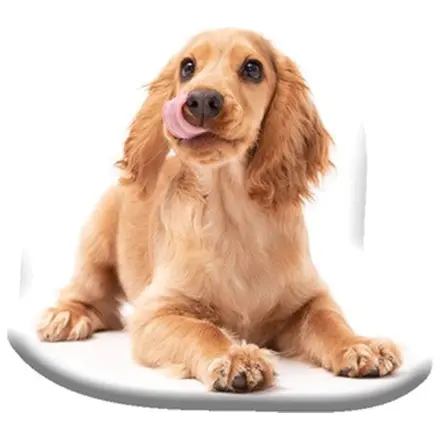 Spaniel Shaped Pillow product photo